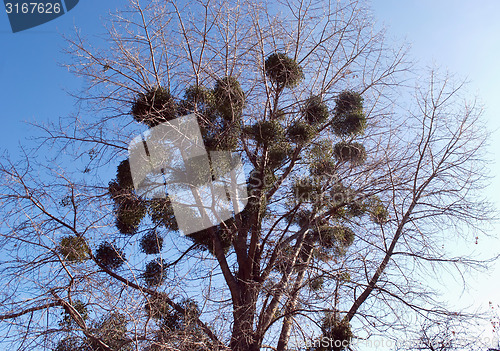 Image of poplar tree