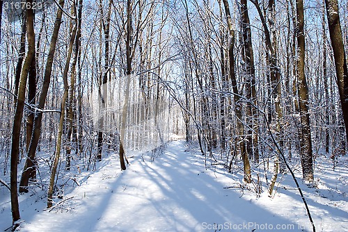 Image of trees in the forest