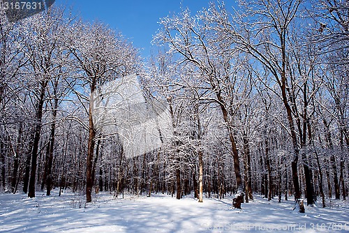 Image of winter forest