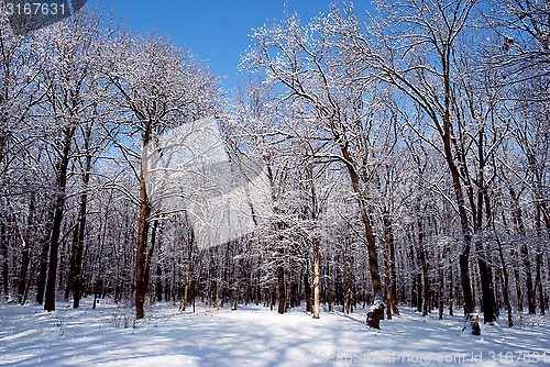 Image of winter forest