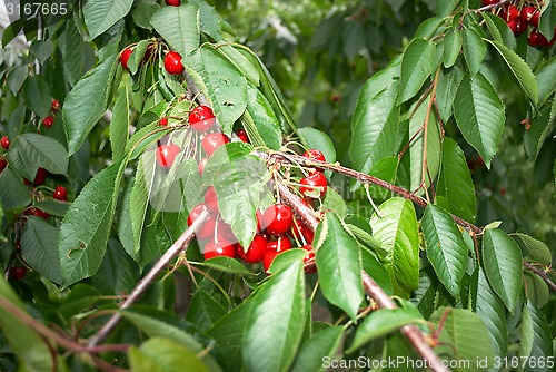 Image of cherry tree