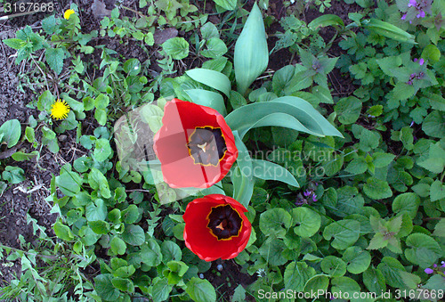 Image of flowers