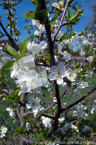 Image of cherry tree