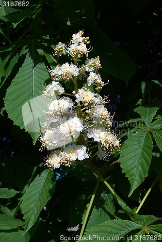 Image of chestnut blooming
