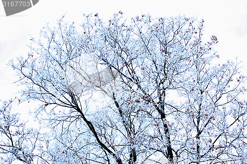 Image of fabulous hoarfrost on the trees