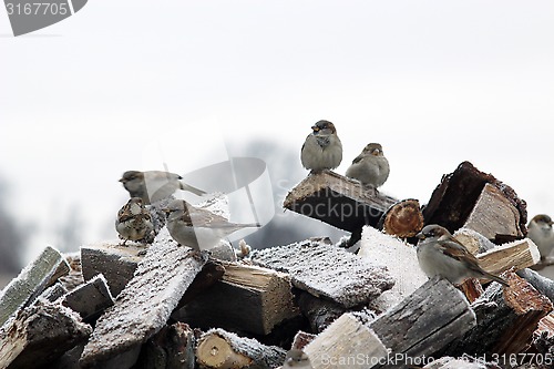 Image of Sparrows sitting on the fire woods with hoarfrost