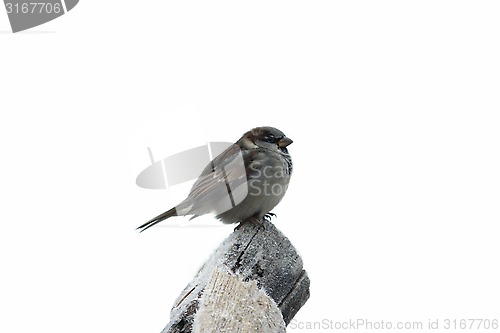 Image of Sparrow isolated on the tree with hoarfrost