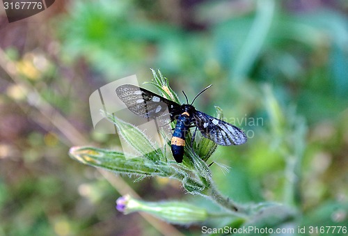 Image of butterfly on a plant