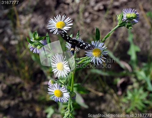 Image of butterfly