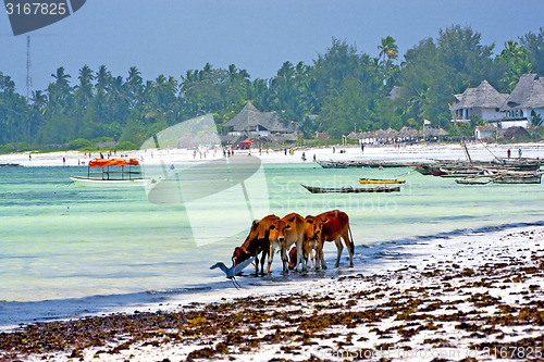 Image of seaweed beach    zanzibar  cow