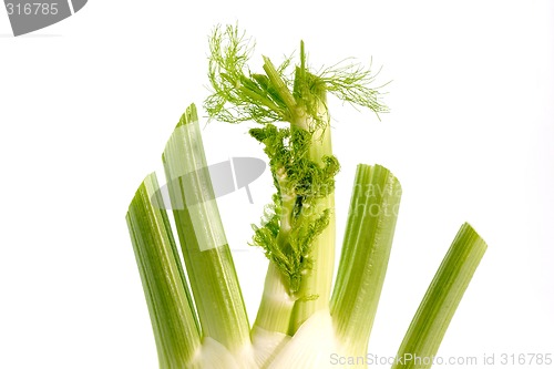 Image of Fresh Fennel