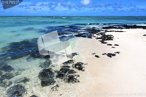 Image of beach ile du cerfs seaweed   indian ocean mauritius rock