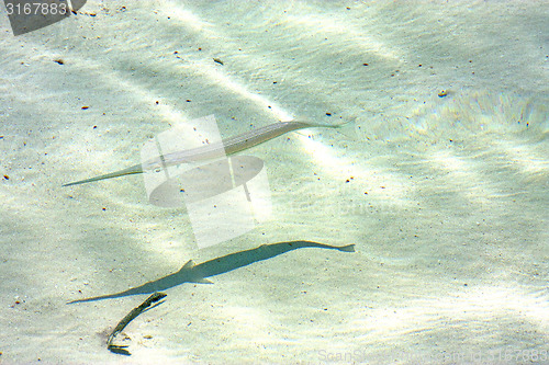 Image of   fish   isla contoy         in mexico  and     drop sunny    wa