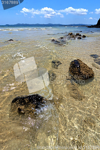 Image of     madagascar   seaweed in indian   rock 
