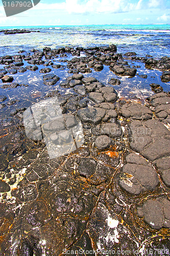 Image of the zanzibar beach  seaweed in indian ocean tanzania    