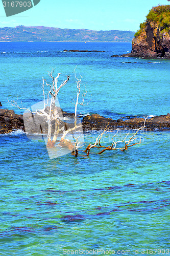 Image of beach seaweed in indian ocean  