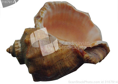 Image of shell