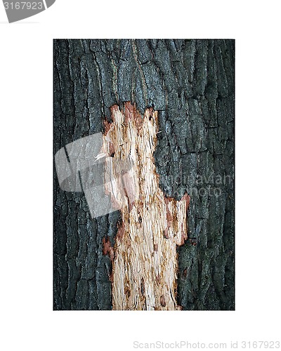 Image of trimmed oak bark