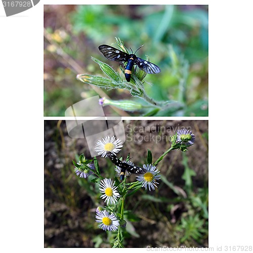 Image of two identical butterflies