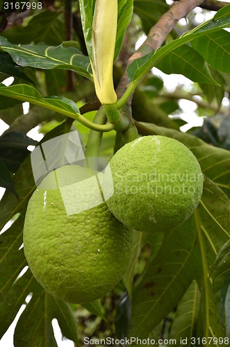 Image of Photography of green bread fruit on the tree