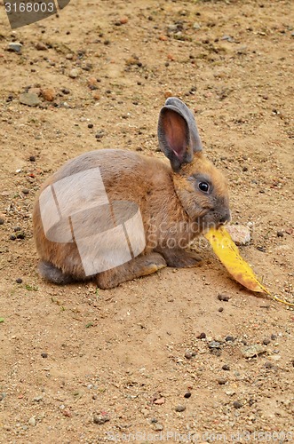 Image of Rabbit