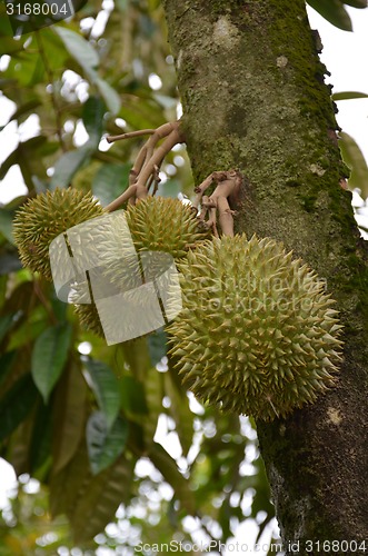 Image of Photography of durian on the tree