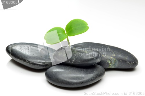 Image of Green plant with black stones