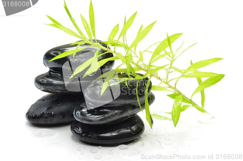 Image of Wet green plant on the black stone