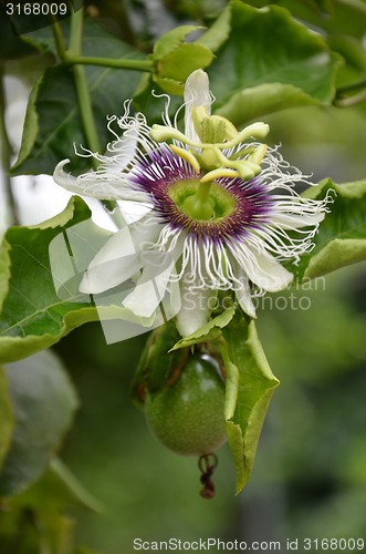 Image of Photography of passion fruit flower on the tree