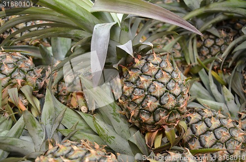 Image of Photography of pineapple in the market for sell