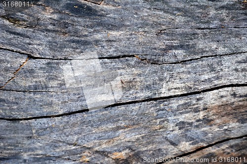 Image of Detail of dead wood