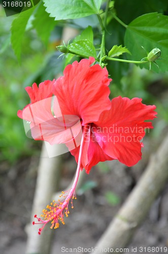 Image of Red Hibiscus flower blossoms in the green surrounding