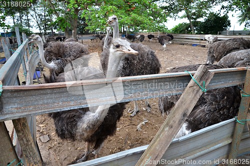 Image of Group of ostriches on a farm with green surrounding