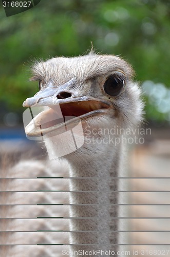 Image of Wild ostrich stares into the camera with its curious gesture.