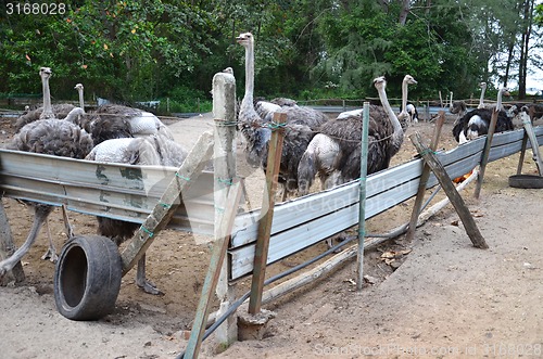 Image of Group of ostriches on a farm with green surrounding