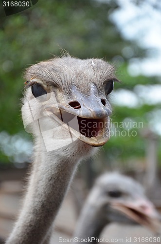 Image of Wild ostrich stares into the camera with its curious gesture.
