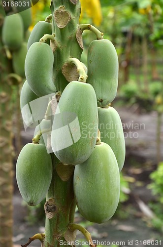 Image of Photography of green papayas on the tree