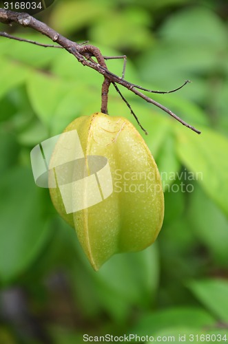 Image of Starfruit on the tree