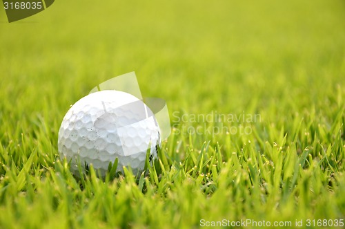 Image of Dirty golf ball on the grass 