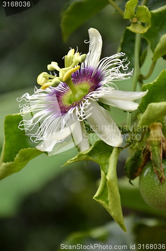 Image of Photography of passion fruit flower on the tree