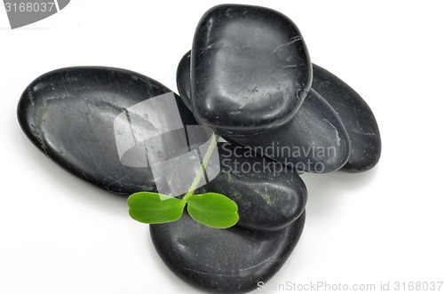 Image of Green plant with black stones