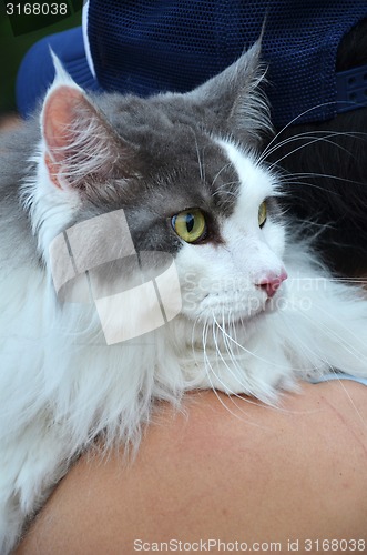 Image of Close up of adorable black and white color cat  