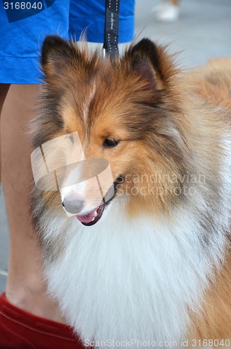 Image of Close up photography of pretty collie dog 