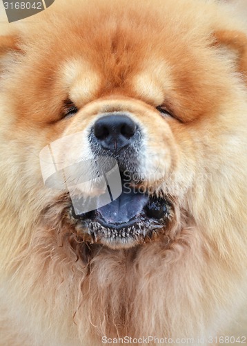 Image of Close up photography of a pretty chow-chow dog