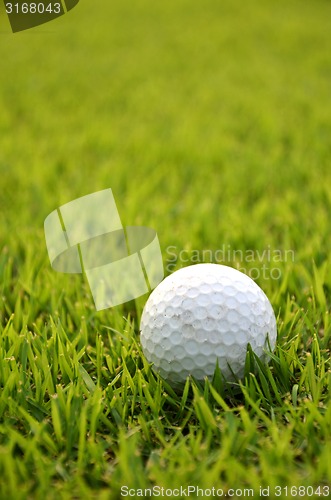 Image of Dirty golf ball on the grass