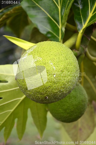 Image of Photography of green bread fruit on the tree