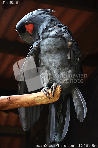 Image of Black macaw