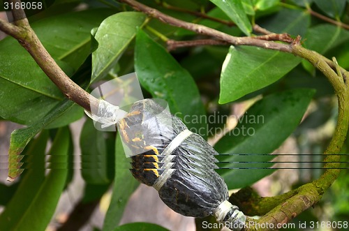 Image of Plant propagation