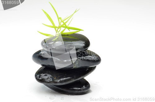 Image of Green plant with black stones
