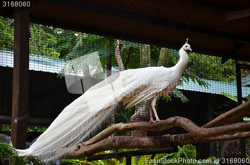 Image of white peacock